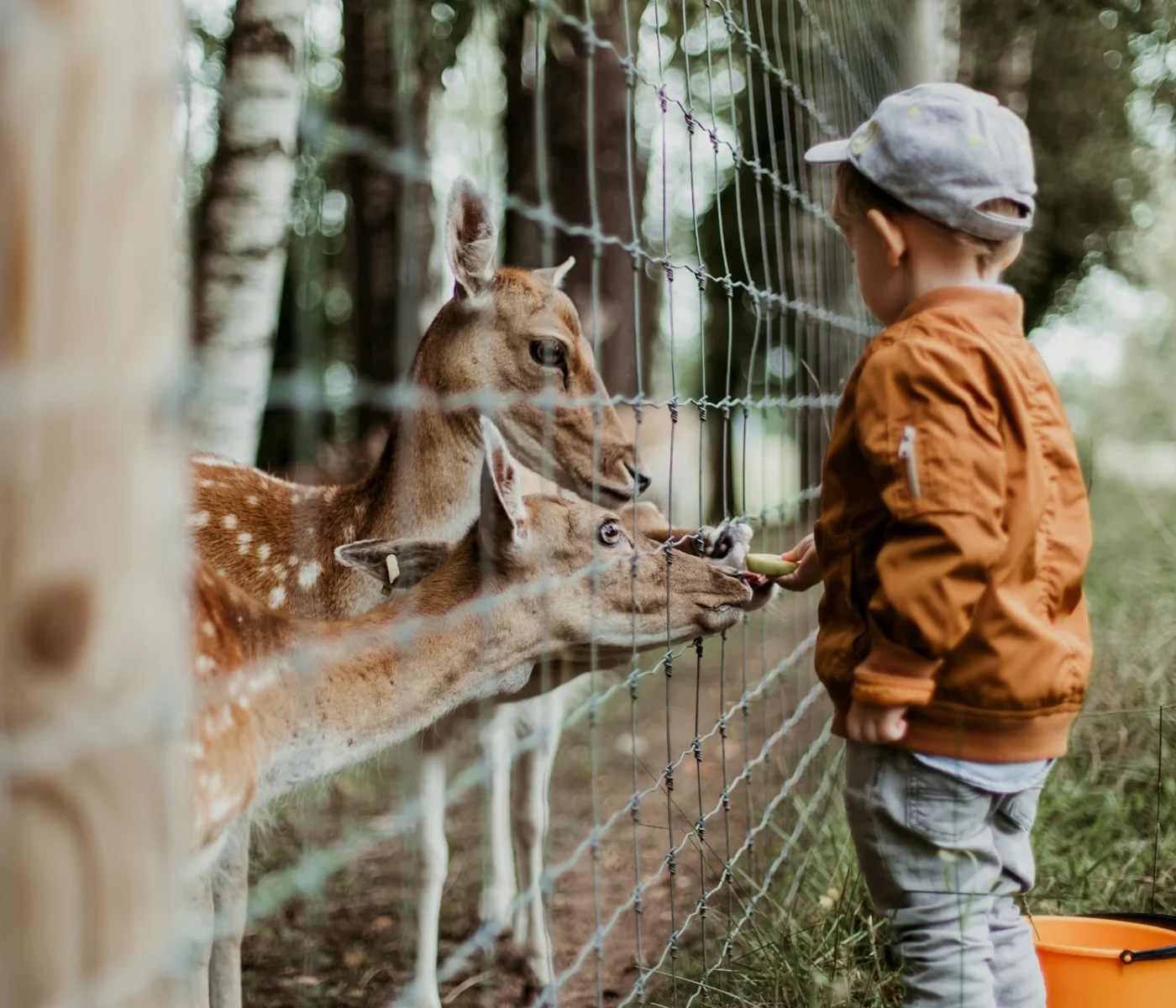 ZooSafari ZooSafari